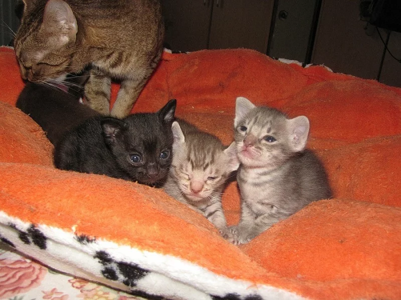 Ocicat koťata